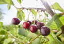 Jala Ditlhare Tsa Cherry Tse Tota di Ungwang Maung